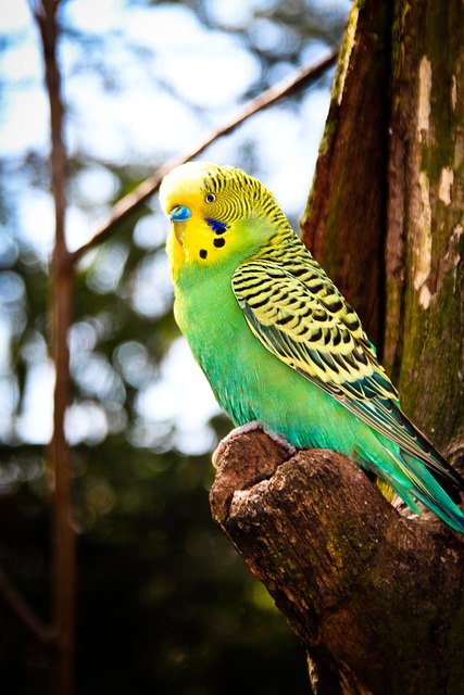 Budgie perched beside a cage