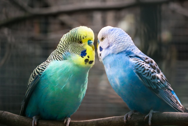 Budgies perched together