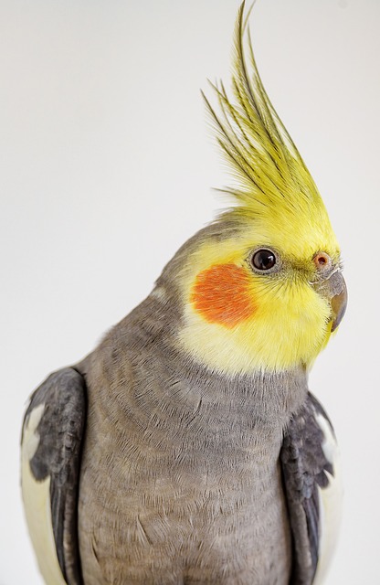 Cockatiel resting on a branch