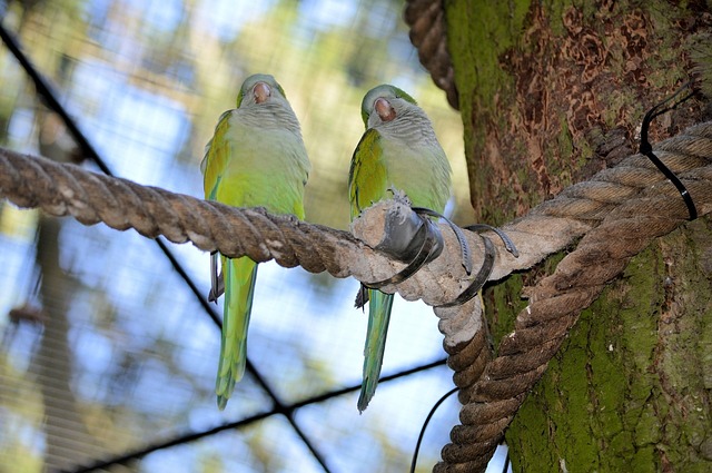 Pair of lovebirds perched together