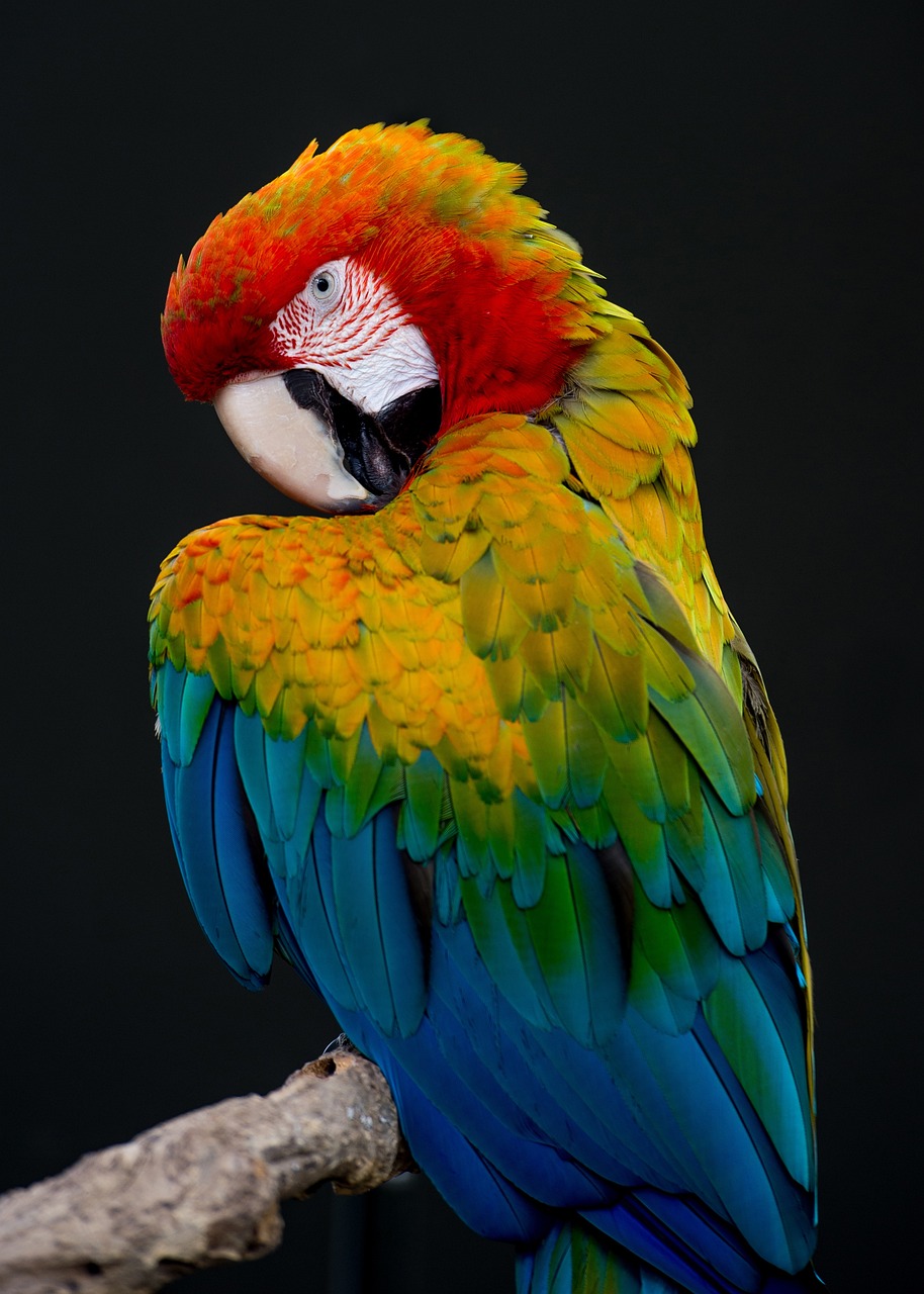 Large parrot perched on a branch