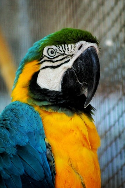 Green parrot perched outdoors